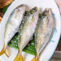 东山岛新鲜冷冻巴浪鱼两广饭食材鲜活冷冻海鲜水产批发